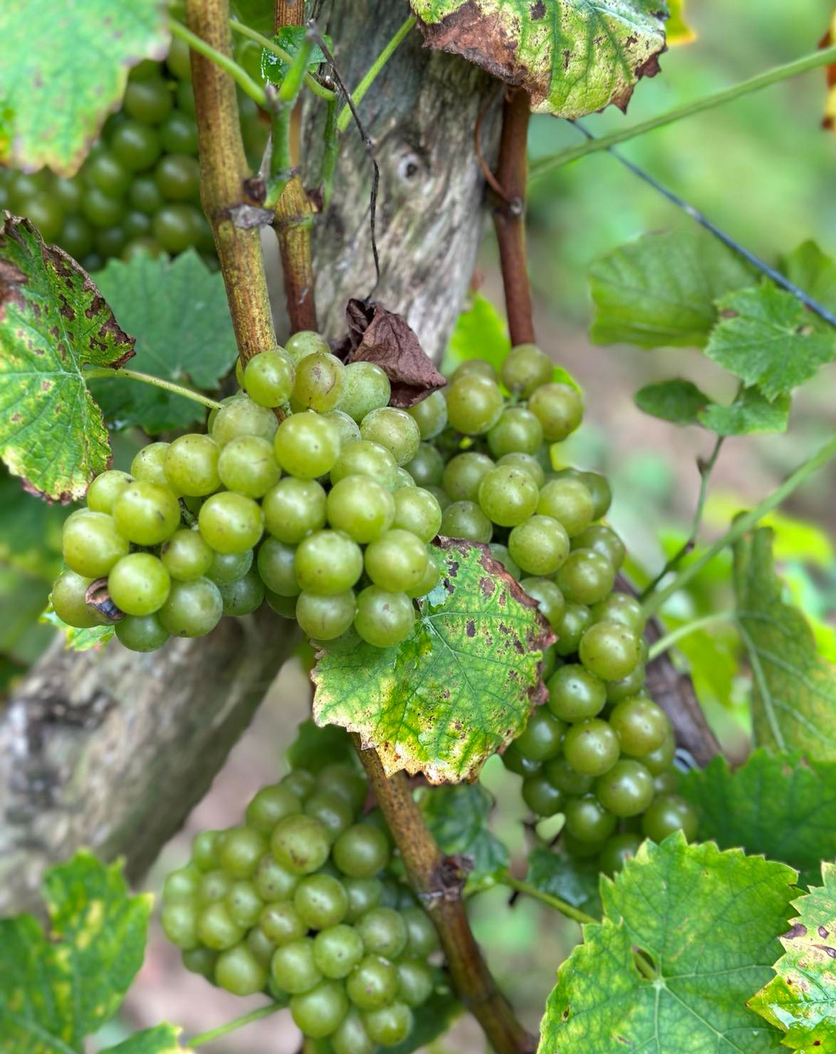 Photo d'une grappe de raisin sur la vigne