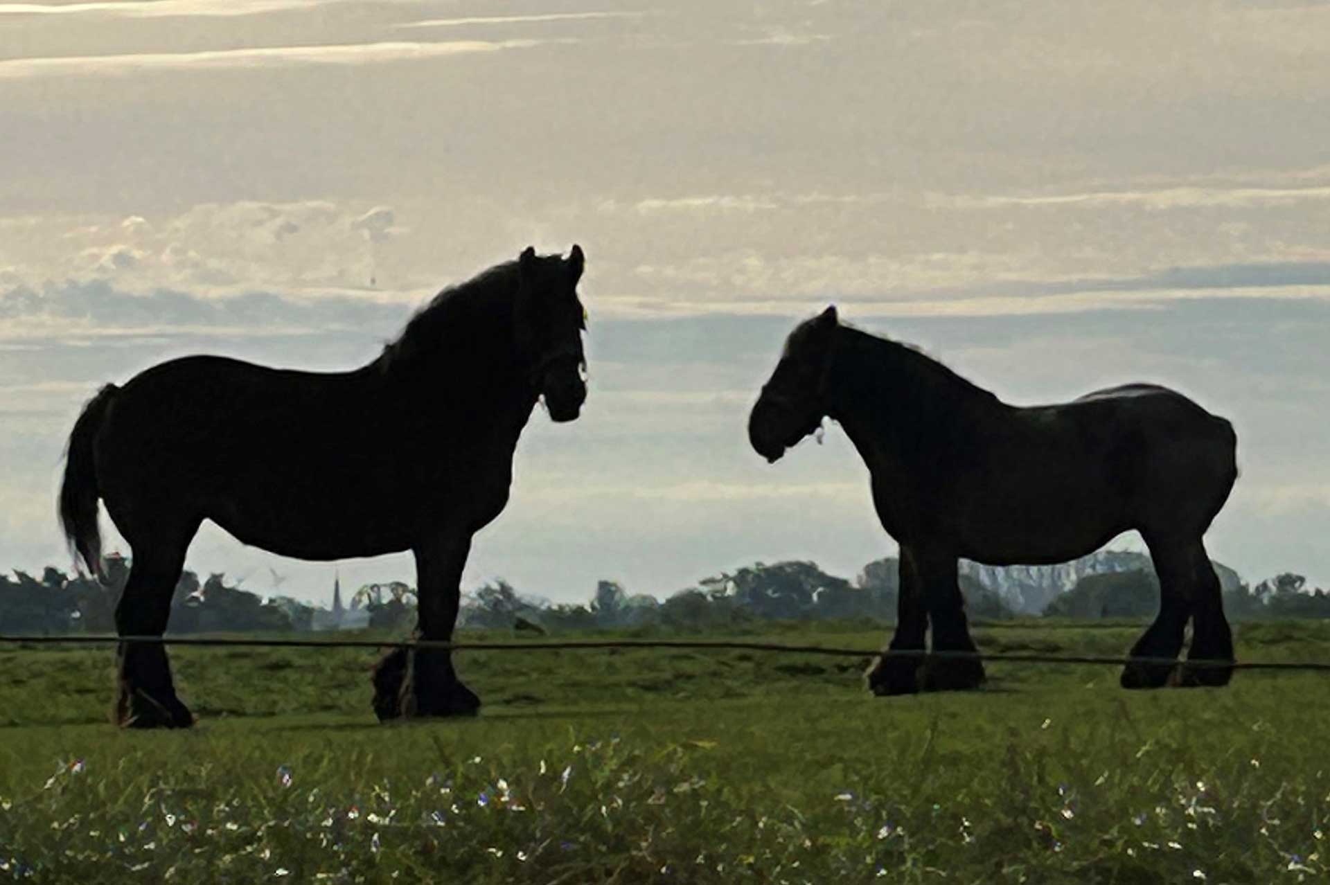 Photo de deux chevaux de traits dans une prairie